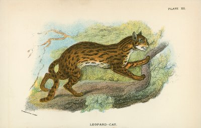 Leopard-Katze von English School